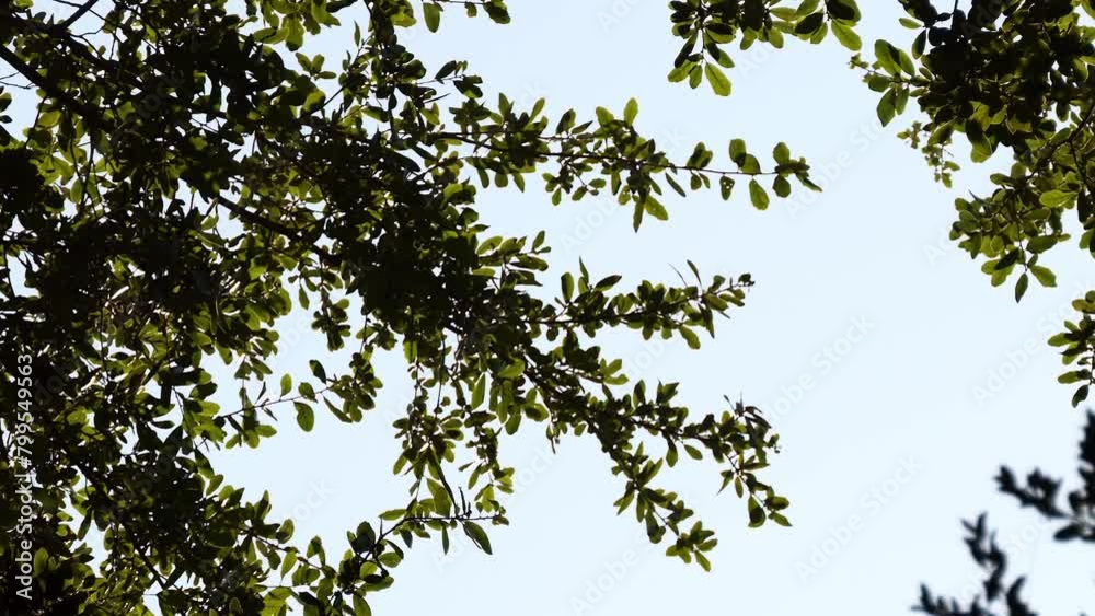 Quercus virginiana, southern live oak Quercus virginiana, southern live oak
