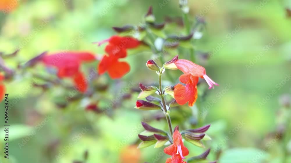 Salvia fulgens, the Cardinal sage or Mexican scarlet sage, is a species ...