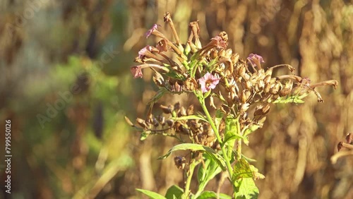 Nicotiana tabacum, or cultivated tobacco, is an annually-grown herbaceous plant. Its leaves are commercially grown in many countries to be processed into tobacco. photo