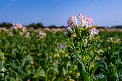 Pink tobacco flowers on field