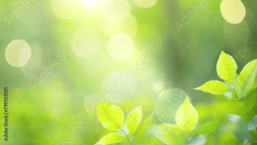 陽光に輝く新緑の緑