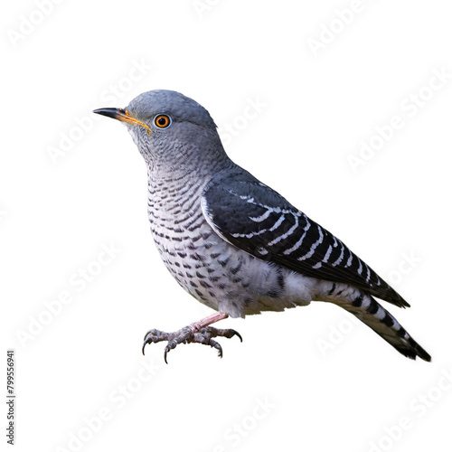 Cuckoo isolated on a transparent background