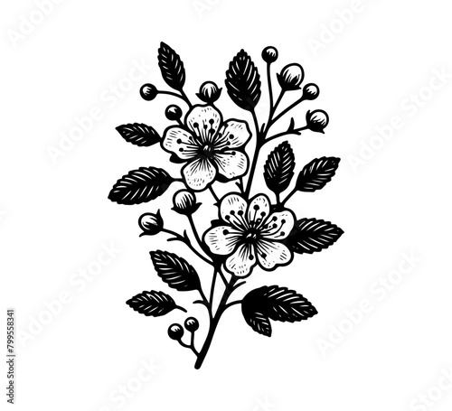 hawthorn flower hand drawn ve...