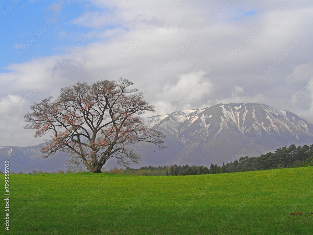 April 17, 2024 Iwate Prefecture Kitakami Tenshochi, cherry blossom in full bloom April 17, 2024 Iwate Prefecture Kitakami Tenshochi, cherry blossom in full bloom