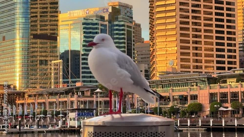 Seagull sitting on pole with view of Darling Harbour and City Skyline of Sydney CBD and Barangaroo NSW Australia photo