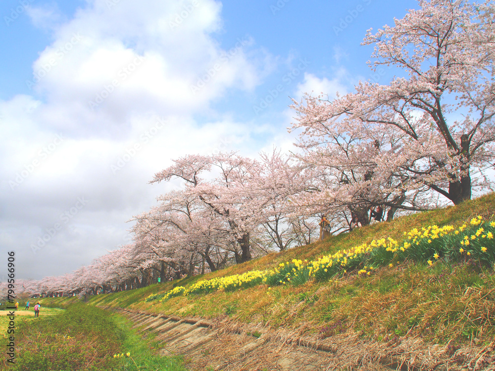 April 18, 2024 Weeping cherry blossoms at Kakunodate Samurai Residence, Akita Prefecture April 18, 2024 Weeping cherry blossoms at Kakunodate Samurai Residence, Akita Prefecture
