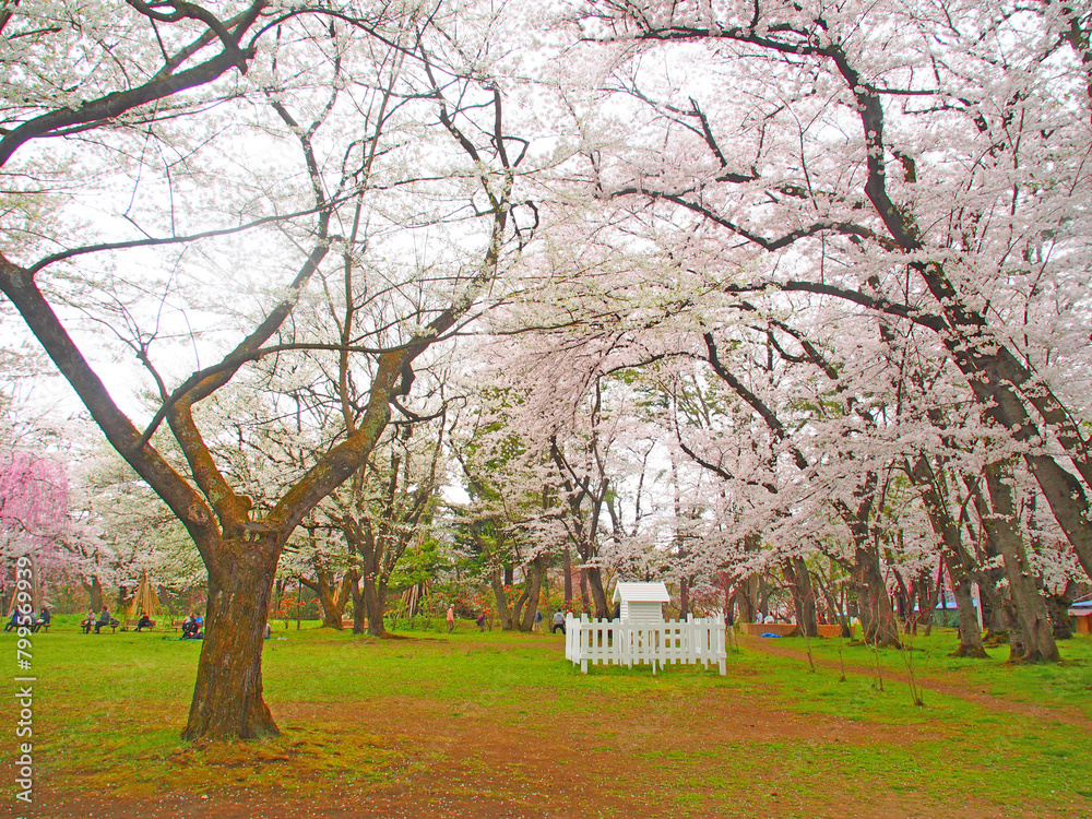 April 19, 2024 Cherry blossoms in full bloom at Hirosaki Castle, Aomori Prefecture April 19, 2024 Cherry blossoms in full bloom at Hirosaki Castle, Aomori Prefecture