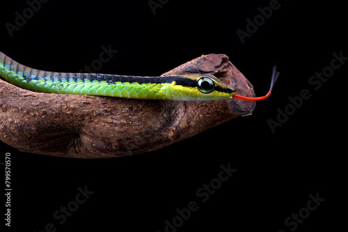 Close up photo of a painted bronzeback snake photo