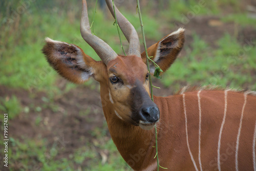 Portrait of bongo (Tragelaphus eurycerus), native to sub-Saharan Africa antelope