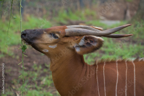 Portrait of bongo (Tragelaphus eurycerus), native to sub-Saharan Africa antelope