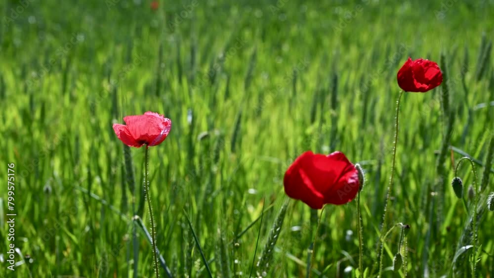 Red poppies blooming in the field in spring. Poppy flowers in nature. Red poppies blooming in the field in spring. Poppy flowers in nature.