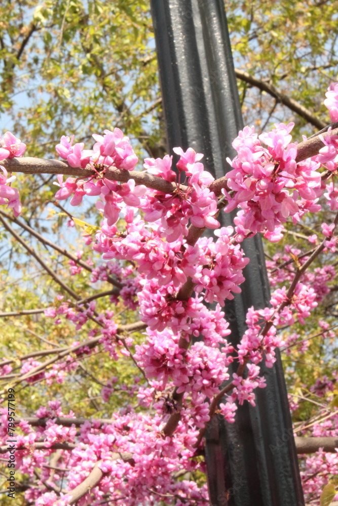 Obraz premium pink blossom in spring
