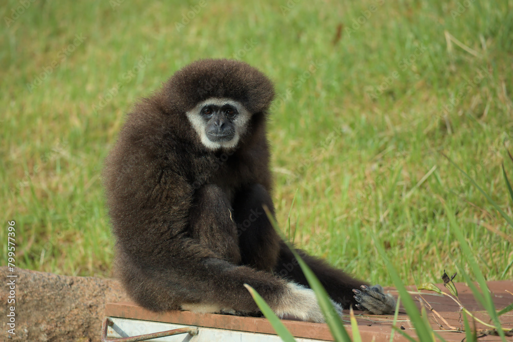 Fototapeta premium A portrait of white-handed Gibbon