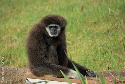 A portrait of white-handed Gibbon