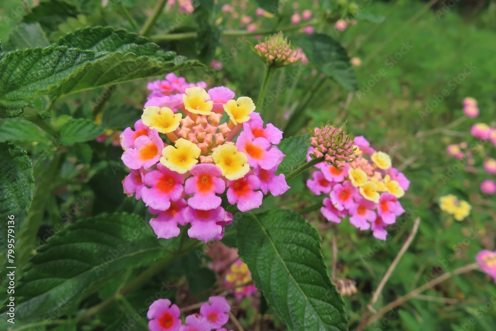 Beautiful Lantana flowers in Florida nature, closeup Beautiful Lantana flowers in Florida nature, closeup