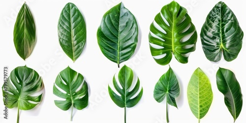 Set of tropical green leaves © megavectors