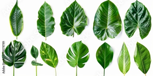 Set of tropical green leaves