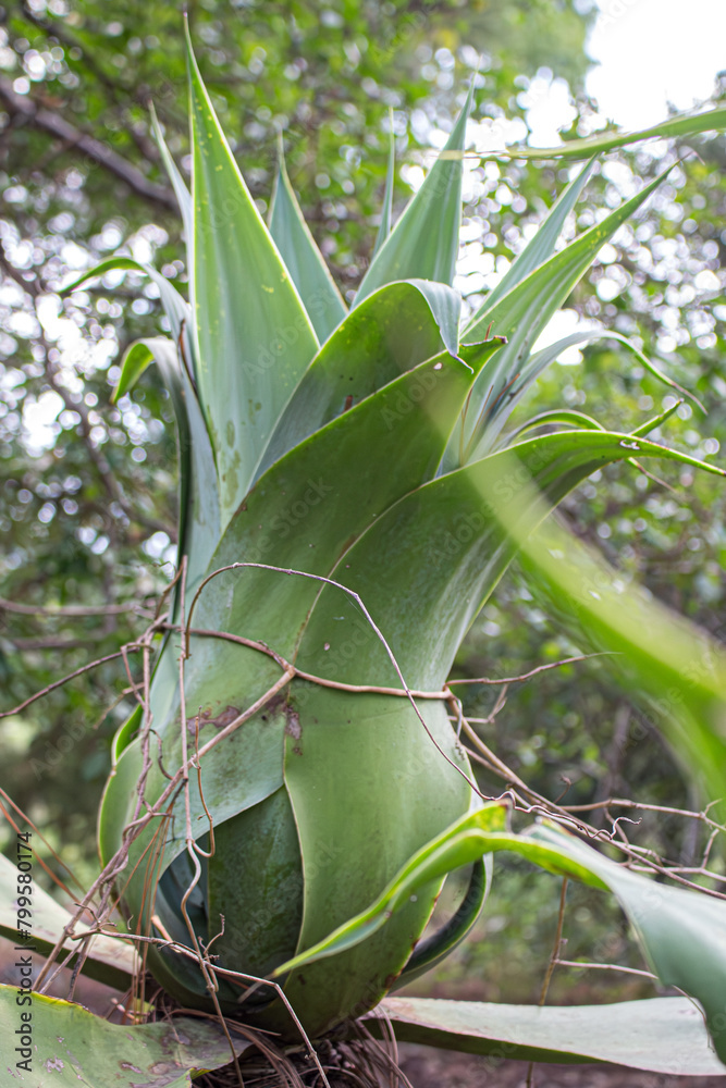 La planta aún no se abre La planta aún no se abre