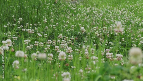 Wallpaper Mural 草原に咲いた白詰草の花 Torontodigital.ca