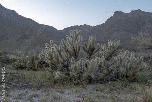 Elevate your Anza-Borrego Desert experience with the enchanting Cylindropuntia ganderi cactus. Its vibrant blooms and resilient nature make it a captivating addition to any desert landscape. Bring hom photo