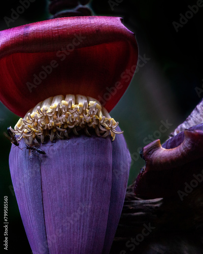 Purple banana flower in the Monteverde cloud forest in Costa Rica