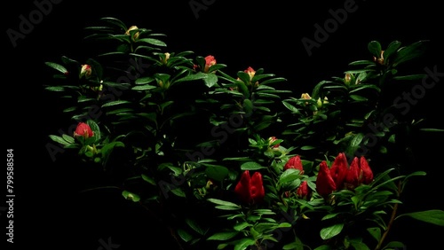 Time-lapse of red Azalea flowers blooming