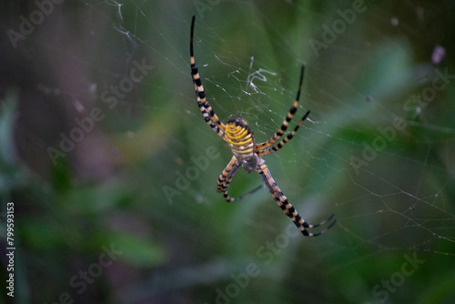 tigger spider on a web