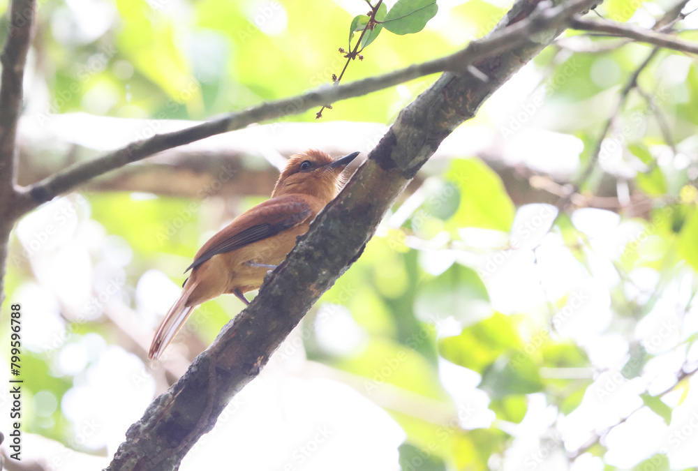 The cinnamon attila (Attila cinnamomeus) is a species of bird in the family Tyrannidae, the tyrant flycatchers. This photo was taken in Colombia. The cinnamon attila (Attila cinnamomeus) is a species of bird in the family Tyrannidae, the tyrant flycatchers. This photo was taken in Colombia.