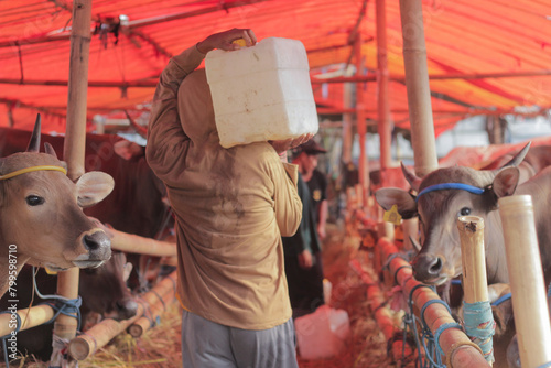 Young asian man is bringing drinking water for his cow. photo