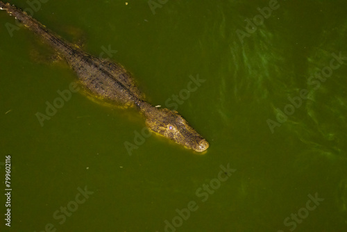 alligator in the water