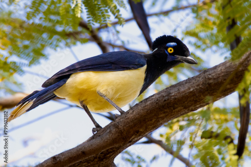 Plush-crested Jay