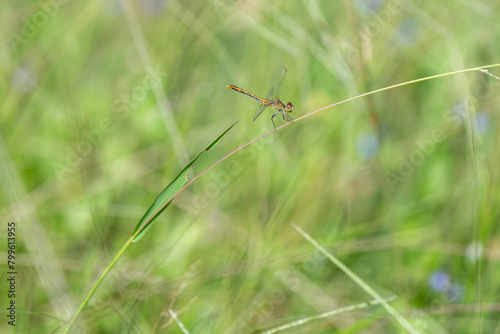 dragonfly on long green grass stalk stem, macro closeup close detail, copy space, single isolated, nature natural environment