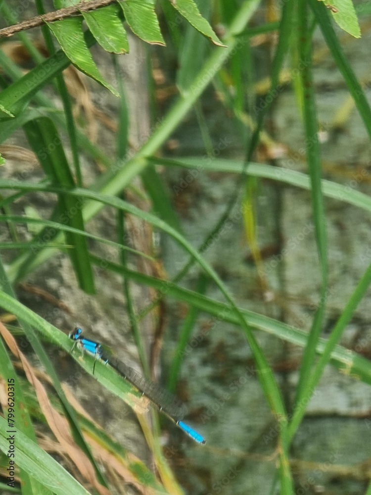 Blue dragonfly in the wild Blue dragonfly in the wild
