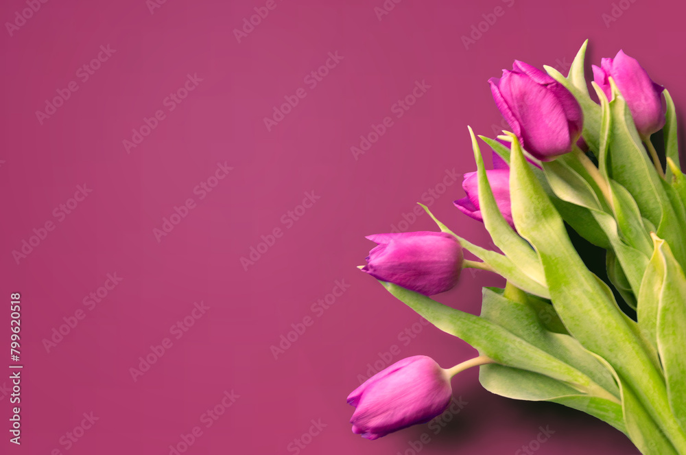 Fresh flower composition, bouquet of bi color tulips Fresh flower composition, bouquet of bi color tulips