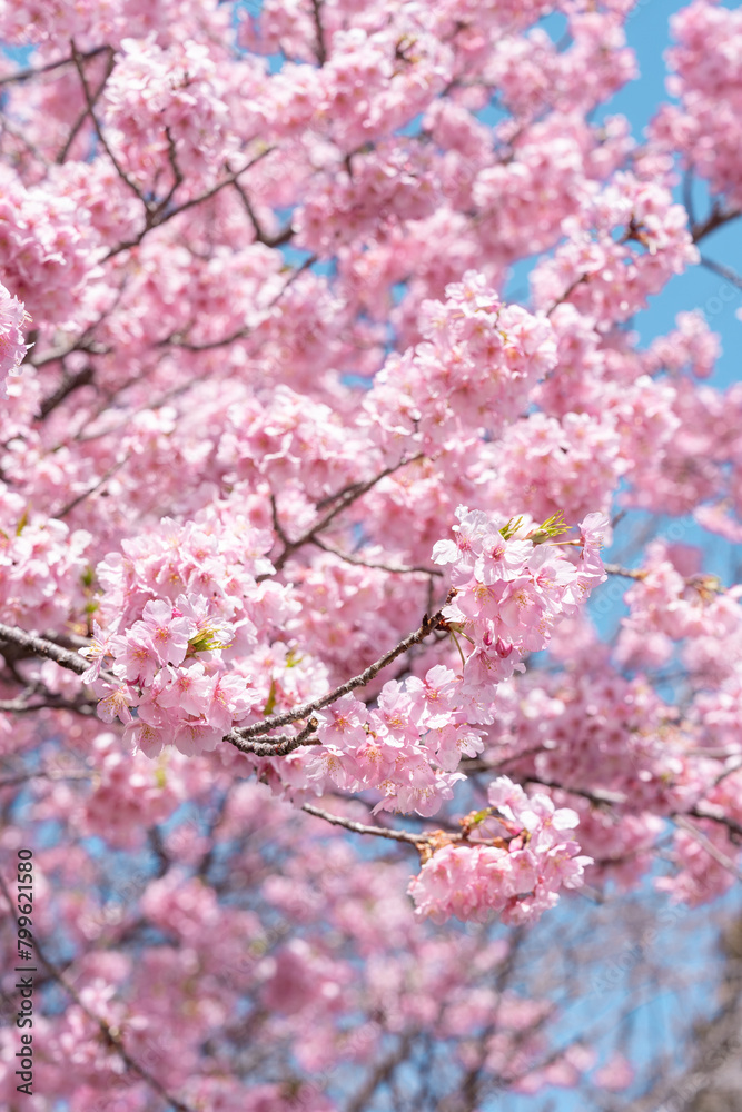 2月に咲いてたの河津桜