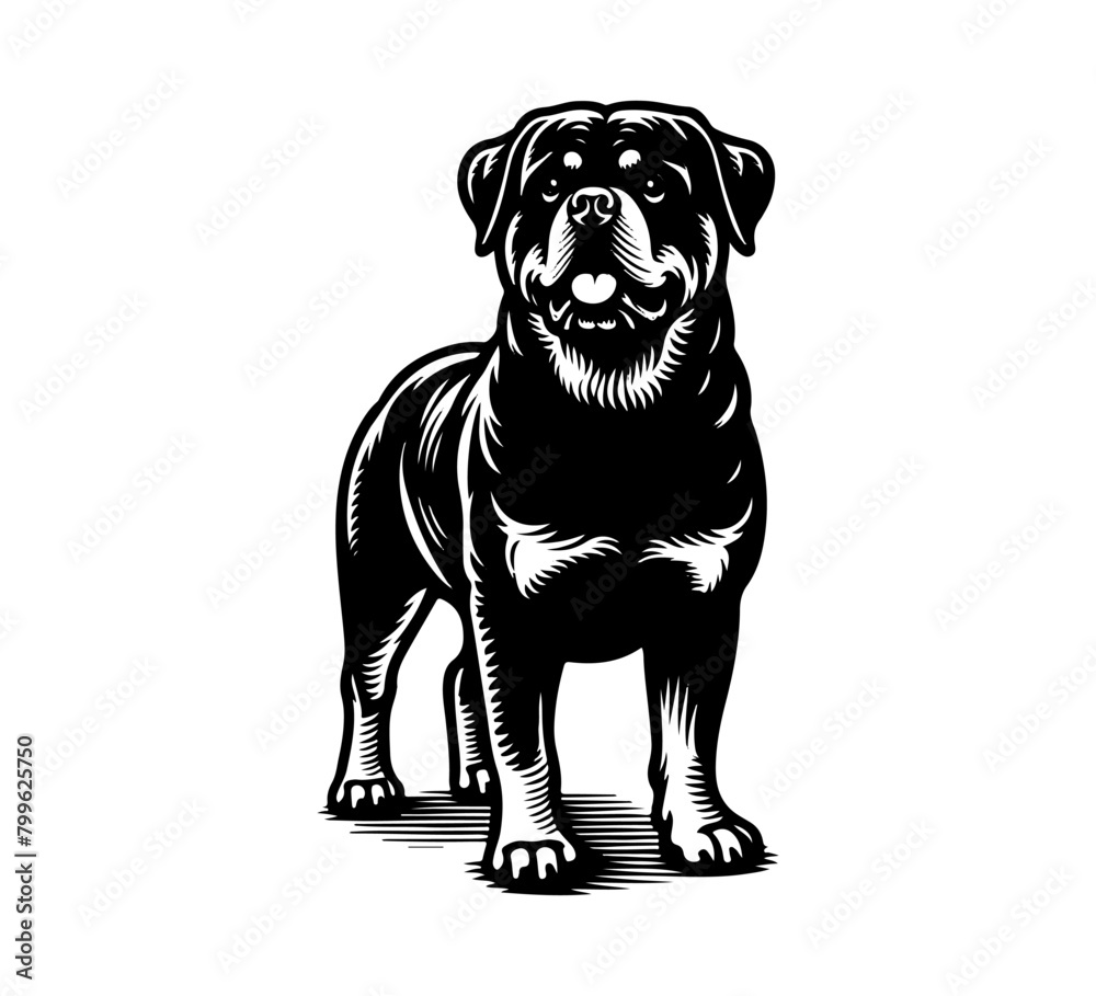 Rottweiler dog hand drawn vector