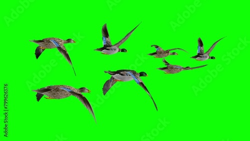 Wedge of 7 Wild Duck Game Birds - Mallard Male and Female - Flying Loop - Back Side View MS - Green Screen - Realistic naturalistic 3D animation isolated on chroma key background  photo