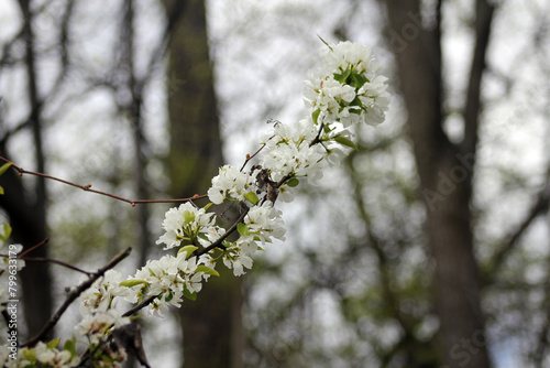 Blooming flowers of sacura (Japanese cherry) on branches