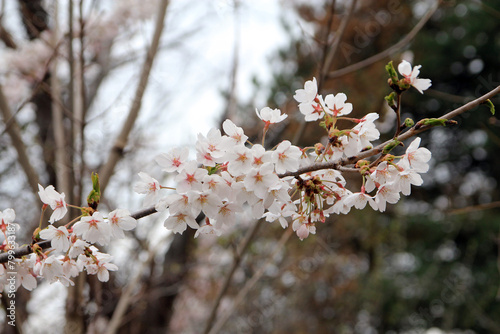 Blooming flowers of sacura (Japanese cherry) on branches