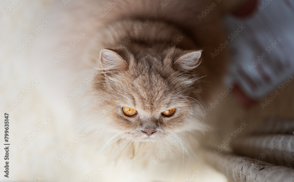 The yellow British longhair cat looked at the birds singing outside the window, with a little loneliness in its eyes. It also wanted to play freely.