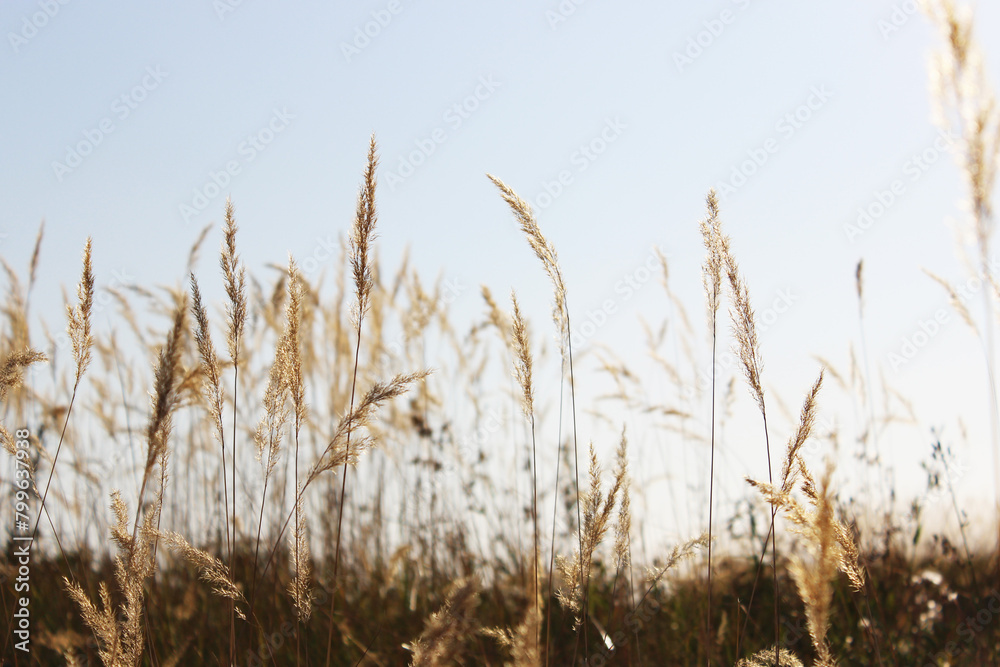 Fototapeta premium Colorful sunset or sunrise background. Silhouette of branches of dry grass on the field. Fluffy spikelets of dry grass. Blades of grass sway in the wind. Spikelets, panicles of dry grass. Close-up,