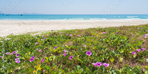Beach with purple Ipomoea asarifolia plants. located in Vietnam