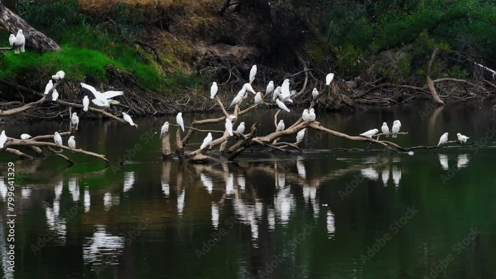 Murray River Australia with birds cinematic