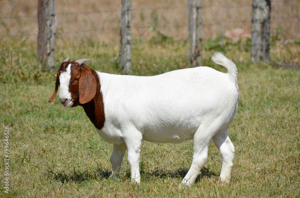 Beautiful female Boer Goats on the farm Beautiful female Boer Goats on the farm