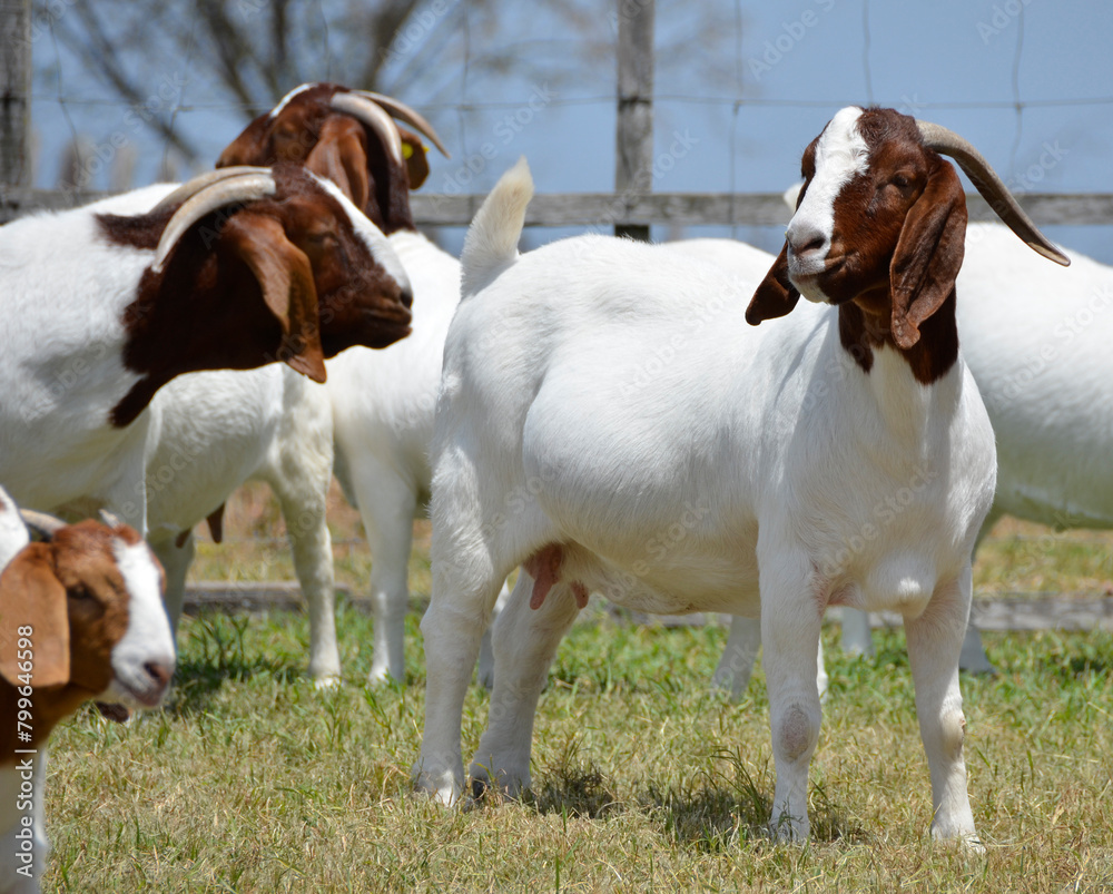 Beautiful group of female Boer goats on the farm