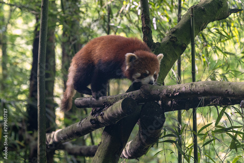 Red panda, Panda Valley, Chengdu, Sichuan province, China