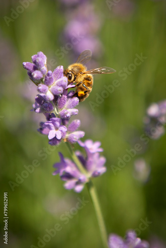 Bee on purple lavender flowers