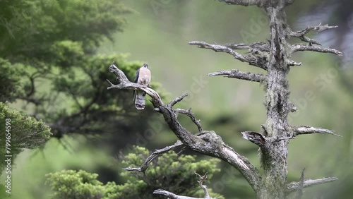 The northern hawk-cuckoo, rufous hawk-cuckoo, or Horsfield's hawk-cuckoo (Hierococcyx hyperythrus) in Japan photo