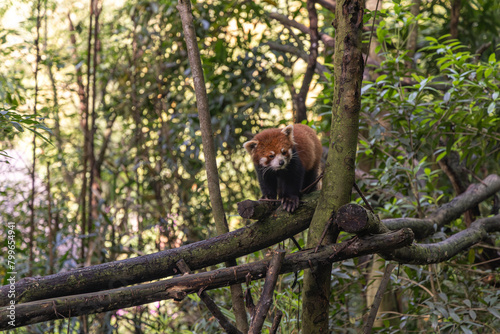 Red panda, Panda Valley, Chengdu, Sichuan province, China