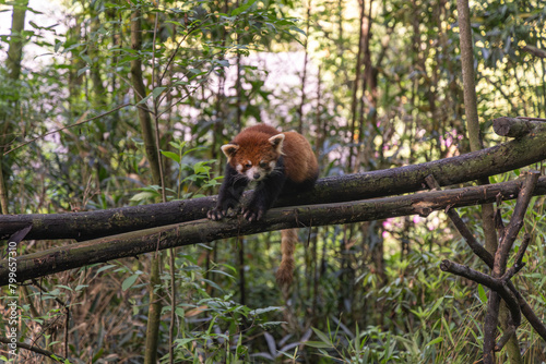 Red panda, Panda Valley, Chengdu, Sichuan province, China